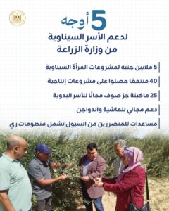 سيناء